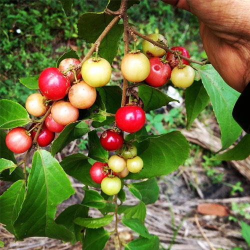 Sweet Lubi Lubikka Lovlolika Live Plant