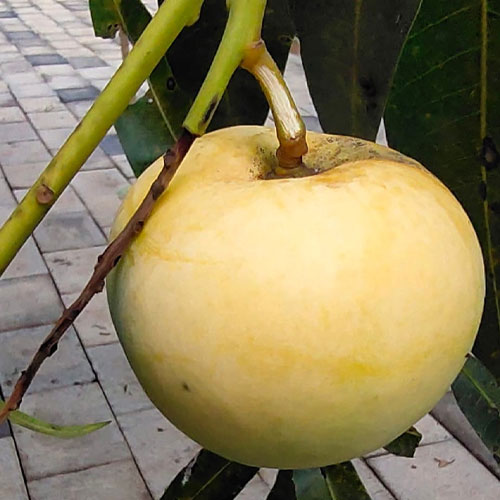 Apple Rumani Mango Grafted Live Plant