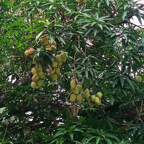 Chelan Mango Grafted Live Plant