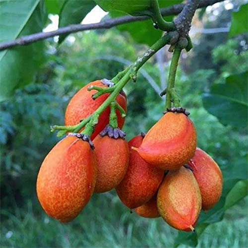 Peanut Butter Fruit Live Plant