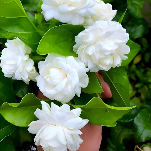 Jasmine Kutti Mulla Jasminum Flowering Live Plant