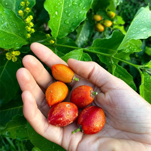Peanut Butter Fruit Live Plant