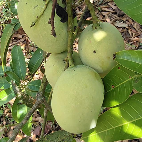 Chelan Mango Grafted Live Plant