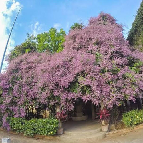 Congea Vine Shower of Orchid Vine Flowering Creeper Live Plant