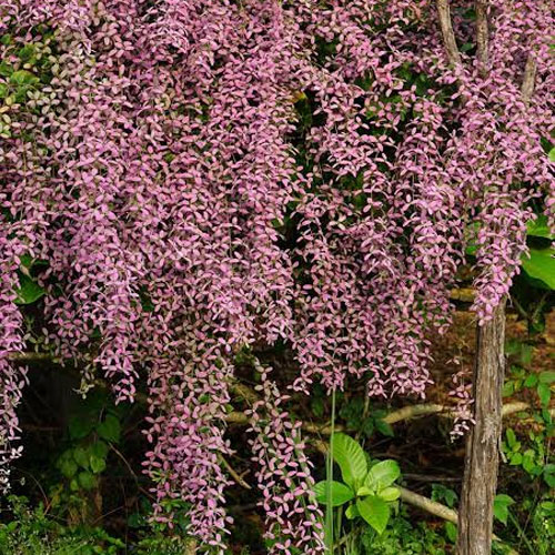 Congea Vine Shower of Orchid Vine Flowering Creeper Live Plant