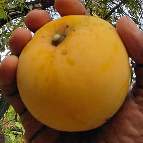 Apple Rumani Mango Grafted Live Plant
