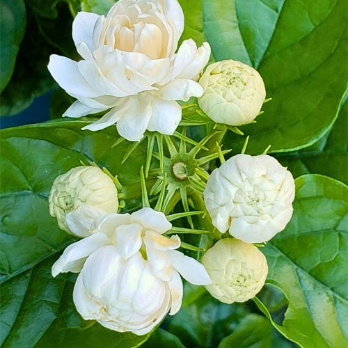 Jasmine Kutti Mulla Jasminum Flowering Live Plant