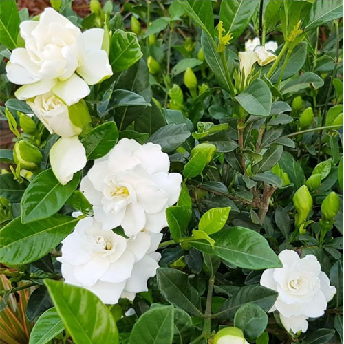 Gardenia Gandharaj Cape Jasmine Flowering Live Plant