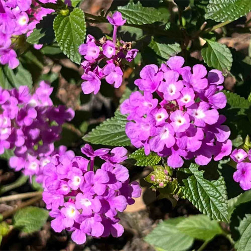 Lantana Purple Dwarf Bush Live Plant