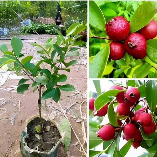 Strawberry Guava Red Guava Live Fruit Plant