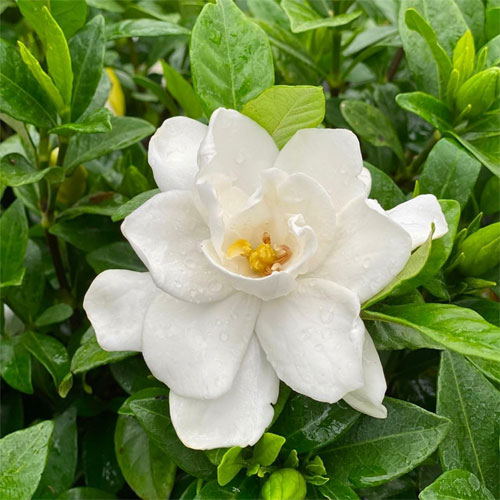 Gardenia Gandharaj Cape Jasmine Flowering Live Plant