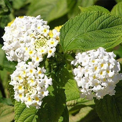 Lantana White Dwarf Bush Live Plant