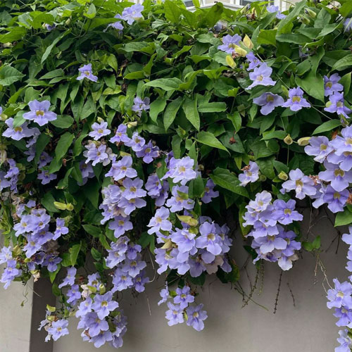Thunbergia Grandiflora Blue Trumpet Vine Clock Vine Live Plant