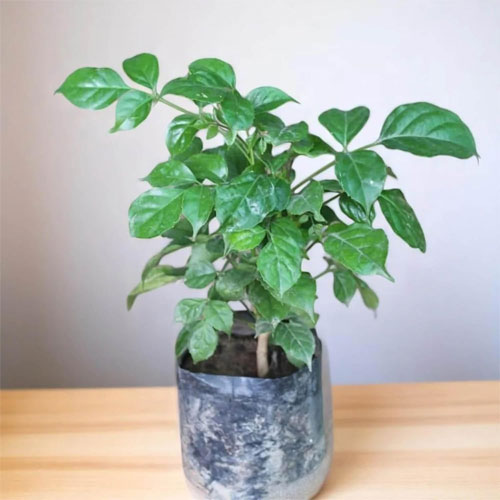 China Doll Radermachera Live Plant