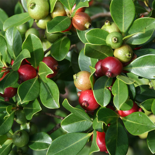 Strawberry Guava Red Guava Live Fruit Plant