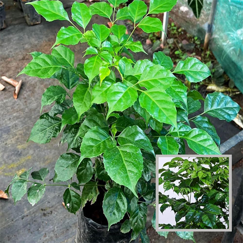 China Doll Radermachera Live Plant