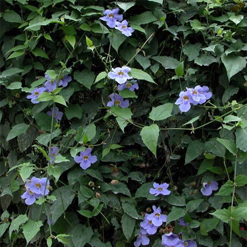 Thunbergia Grandiflora Blue Trumpet Vine Clock Vine Live Plant