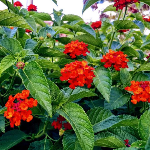 Lantana Red Dwarf Bush Live Plant