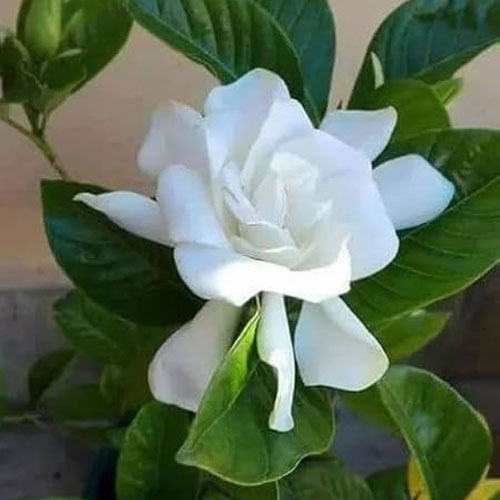 Gardenia Gandharaj Cape Jasmine Flowering Live Plant