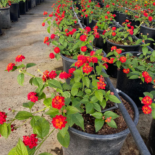 Lantana Red Dwarf Bush Live Plant