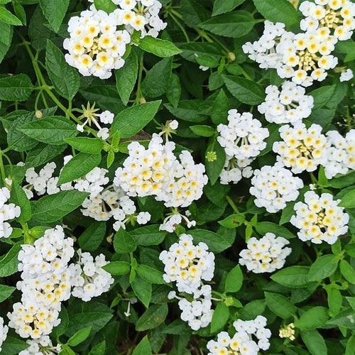 Lantana White Dwarf Bush Live Plant