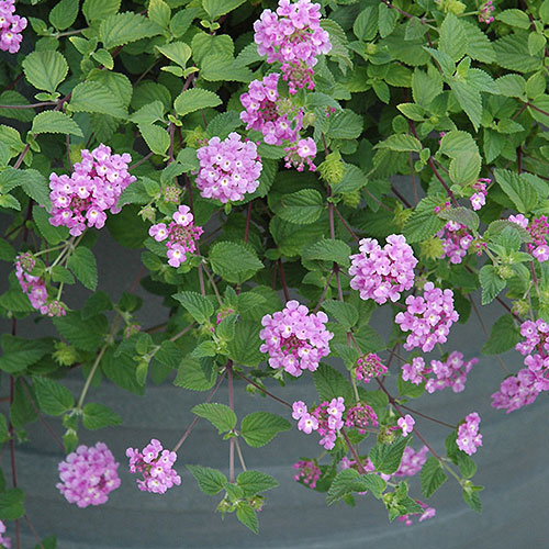 Lantana Purple Dwarf Bush Live Plant