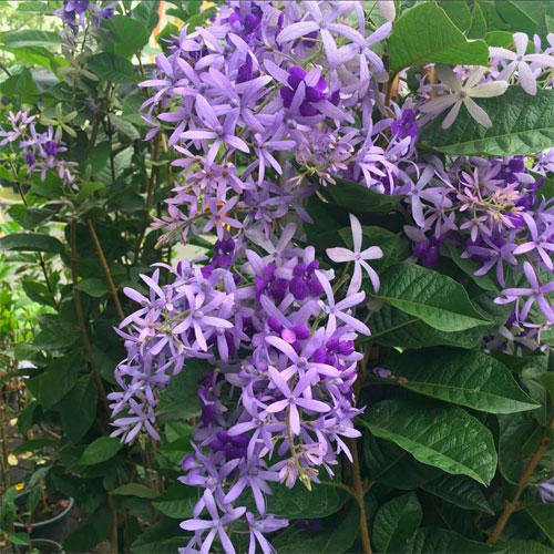 Petrea Blue Flowering Creeper Live Plant