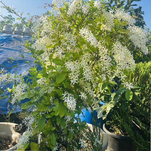 Petrea White Flowering Creeper Live Plant