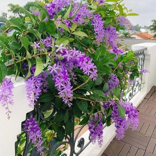 Petrea Blue Flowering Creeper Live Plant