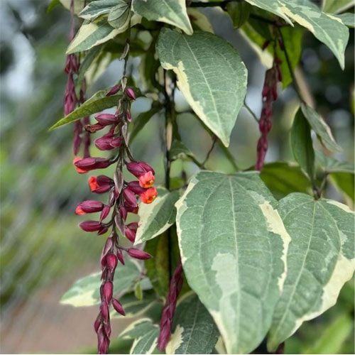 Thunbergia Coccinea Variegated Lady's Shoe Live Plant