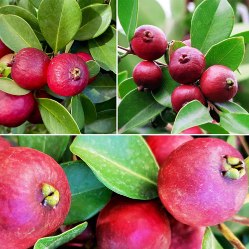 Strawberry Guava Red Guava Live Fruit Plant