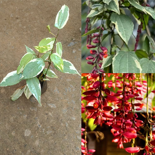 Thunbergia Coccinea Variegated Lady's Shoe Live Plant