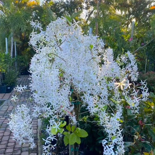 Petrea White Flowering Creeper Live Plant