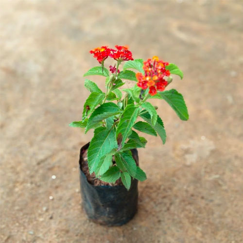 Lantana Red Dwarf Bush Live Plant