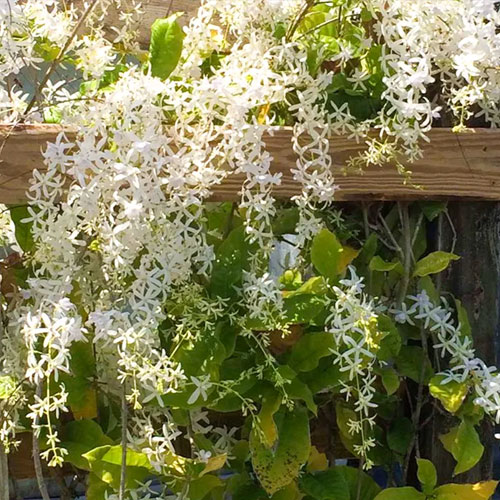 Petrea White Flowering Creeper Live Plant