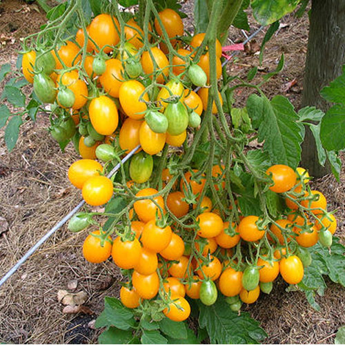 Ildi Cherry Grape Yellow Tomato Seeds