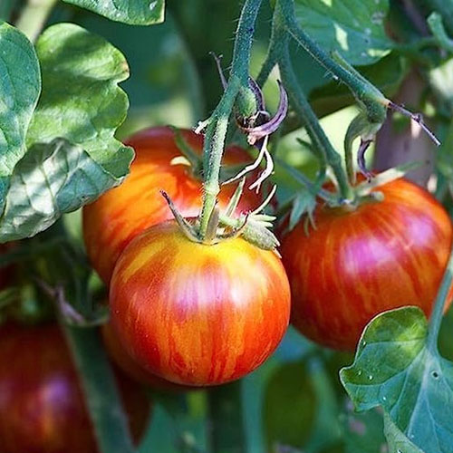Tigerella Tomato Seeds