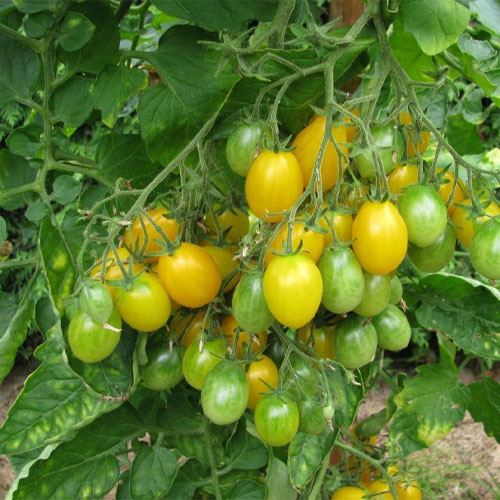 Ildi Cherry Grape Yellow Tomato Seeds