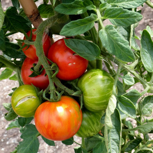 Tigerella Tomato Seeds
