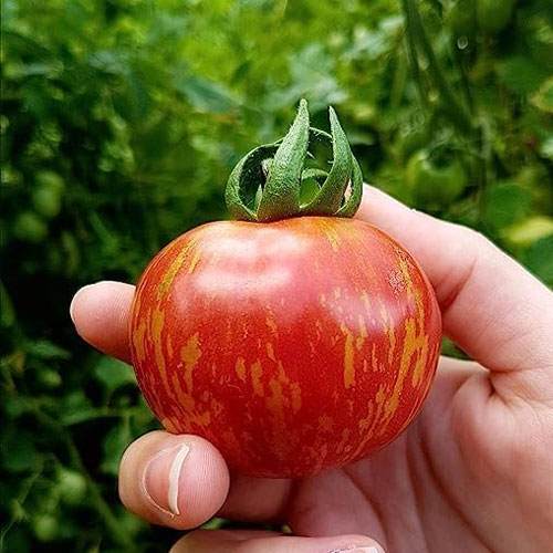 Tigerella Tomato Seeds