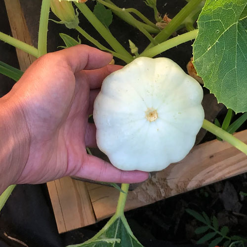 Patty Pan Squash Zucchini Seeds