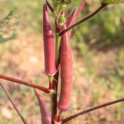 Candle Fire Okra Red Ladies Finger Seeds