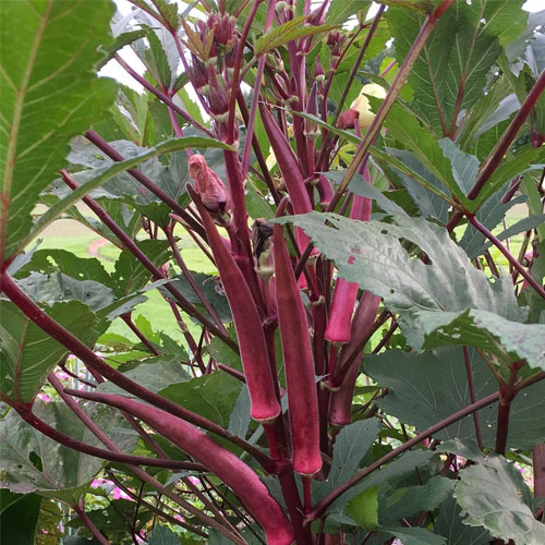 Candle Fire Okra Red Ladies Finger Seeds