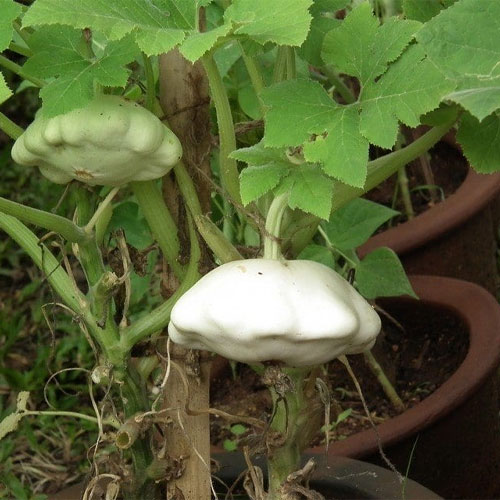 Patty Pan Squash Zucchini Seeds