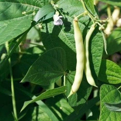 Butter Beans Seeds