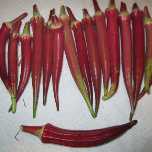Candle Fire Okra Red Ladies Finger Seeds