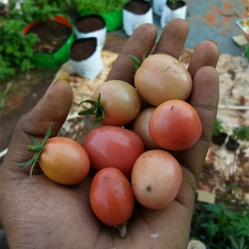 Kumkum Kesari Tomato Seeds
