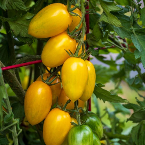 Yellow Oval Cherry Grape Tomato Seeds