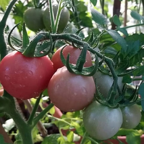 Kumkum Kesari Tomato Seeds