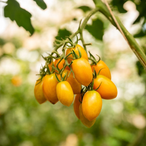 Yellow Oval Cherry Grape Tomato Seeds